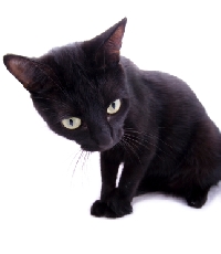 Do you know the history of common superstitions, like fear of a black cat?