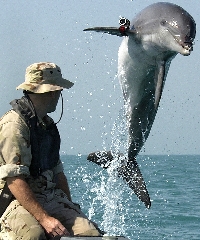 Dolphins are capable of far more than simple Sea World tricks.