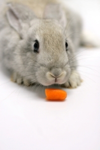 Discover a rabbit's interesting dietary habits.