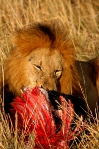 Find out what the king of the jungle eats.