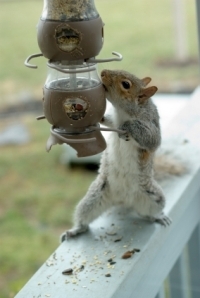 What do squirrels eat - just watch them at your birdfeeder after the birdseed!