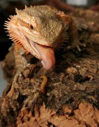 A lizard's meal depends on what species it belongs to.