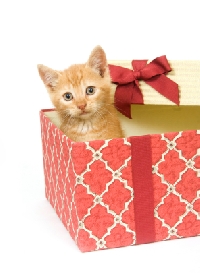 Hasn't your cat been good this year?