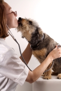 Early detection of heartworm can mean the difference between life and death.