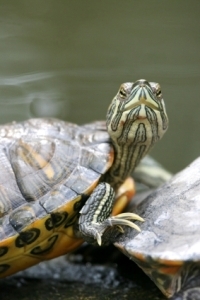 Variety and freshness matter in a turtle's diet.