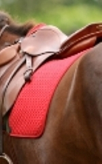 Review this information before purchasing a saddle.