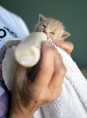 An emergency formula can save an orphaned kitten or other animal