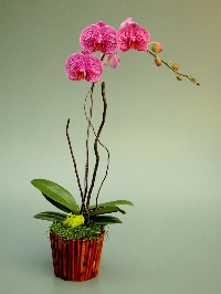 Create your own orchid greenhouse to bring beauty to your home