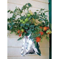 Growing tomato plants was never this easy