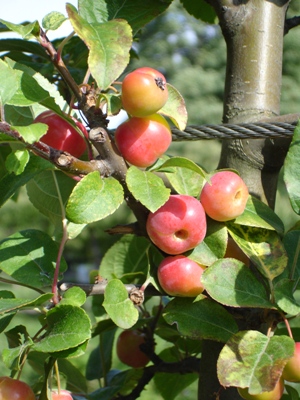 Fruit trees provide beauty, aromacy and a source for healthy eating