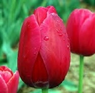 Wondering about when do tulips bloom coincides with thoughts of spring