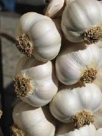 Garlic's colorful history and its many health-related benefits
