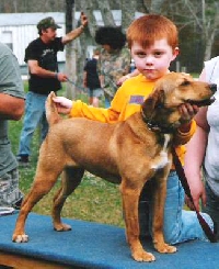 Showing a dog requires some special skills. Read on and learn more about them.