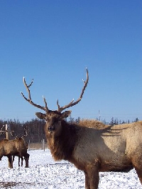 Here are some tips to consider when elk hunting