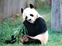 Some facts about the life of the giant panda bear