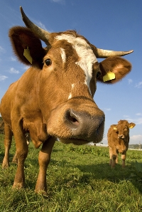 How much do you really know about cows? You might be surprised.