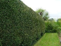 Living fences made out of plants can create a privacy hedge for your backyard.
