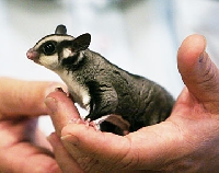 What are sugar gliders? Information on these endearing exotic pets