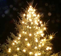Keep your tree alive with these Christmas tree store survival tips