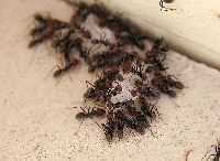 Getting rid of ants is a matter of stopping their ongoing feast