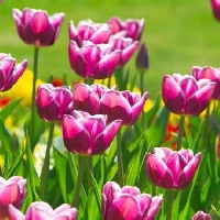 Where planting tulip bulbs is best for a gorgeous, colorful spring garden