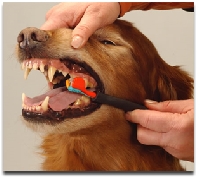 Know what causes dog bad breath to protect your dog's teeth and general health