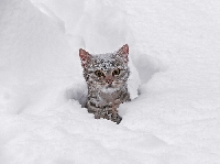 Tips for cats and cold weather and protecting pets from the elements