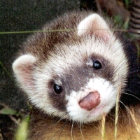 Cuteness, sociability and easy to care for is why people choose ferrets as pets
