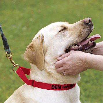 Learning what are hand signals for dog training can be an effective exercise