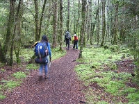 A day in the forest