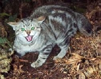 Explaining what is a feral cat and the difference from a domestic cat