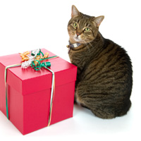 Know any lucky and spoiled felines? Here are some gift ideas for cat lovers