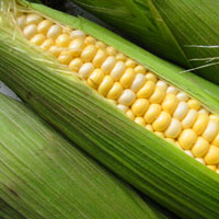 It?s so easy to learn how to cook corn on the cob in different ways