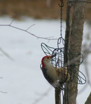 Know what to feed birds in winter to help wild birds survive the cold