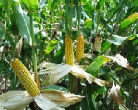 Genetically engineered crops come with the pros and cons of modification