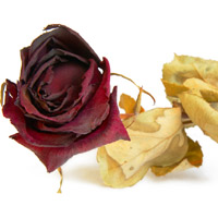 Dried flower arrangements add color and life to your home