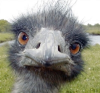 Few people can answer what is emu farming - or what is an emu!