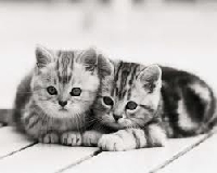 Introducting a kitten to a kitten might take a while to become a friendship