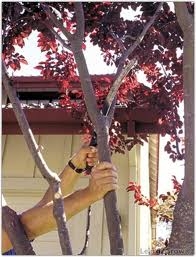 Know how to prune a tree to keep them healthy and looking good