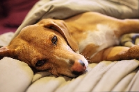 Should dogs sleep in your bed, or not? We look at some of the answers