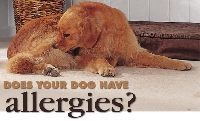 Allergens that affect humans can also be what causes allergies in dogs