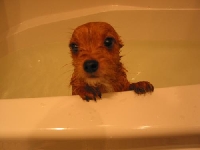 Here is how to give a dog a bath without all the fuss and hurt feelings