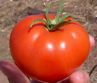 How do you store tomatoes for maximum flavor and beautiful ripe coloring?