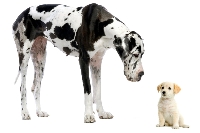 Is a puppy or adult dog right for your family?