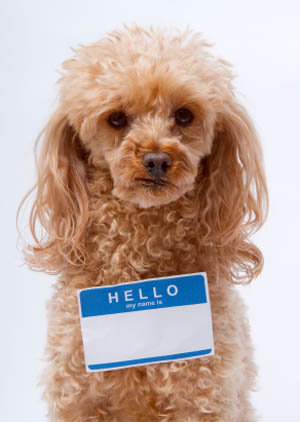 Why microchip a a dog or cat? It may be your lost pet's only ticket home!
