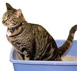 Know why a cat won't use litter box for going to the bathroom