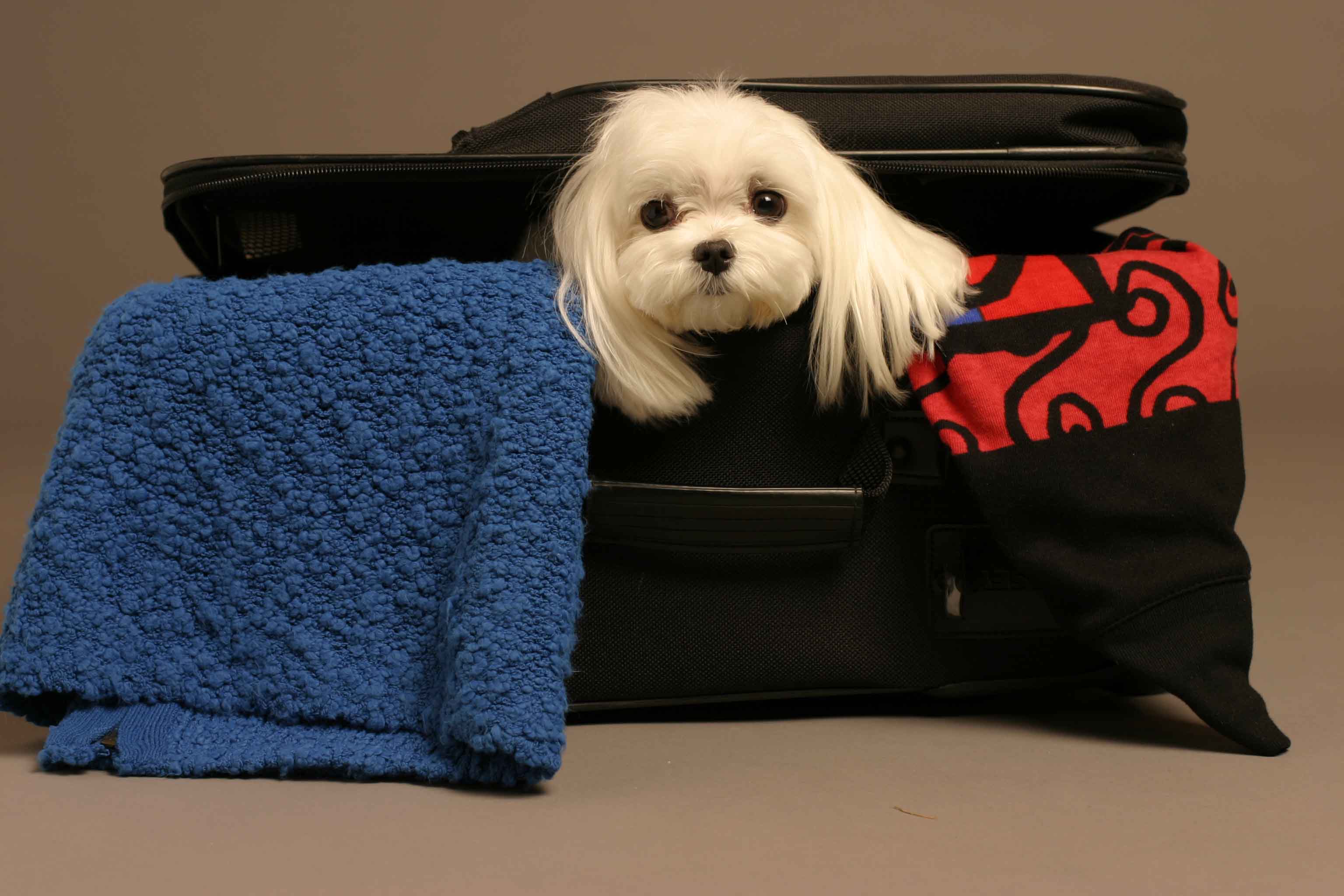Finding dog friendly hotels with accommodations for your dog can be tricky