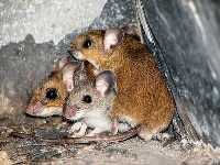 Need to know what you can do about mice if you are overrun with rodents