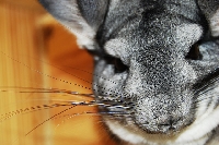 It takes dedication and attention to properly care for a chinchilla pet