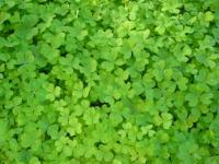 Interesting facts about four leaf clovers will have you keeping your eyes open